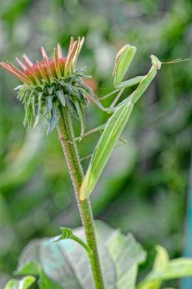 european Praying mantis, Praying Mantis Mantis religiosa , sits at Garden on Bluetenkoepfchen from purple Sun hat, Germany, Hesse, Kelsterbach European preying Mantis Mantis religiosa , Sitting in The Garden ON The Flower Head of Purple coneflower, Germany, Hesse, Kelsterbach BLWS735612 Copyright: xblickwinkel L.xF.xPostlx