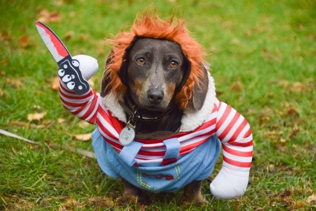 News Bilder des Tages October 26, 2025, London, England, United Kingdom: A dachshund wears a Chucky from Child s Play costume during the annual Hyde Park Sausage Walk Halloweenie Party. London United Kingdom - ZUMAv130 20251026_zip_v130_025 Copyright: xVukxValcicx