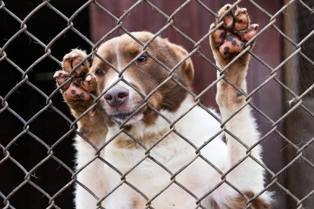 RUSSIA, NOVOSIBIRSK - OCTOBER 30, 2025: A stray dog is seen at the Vernost Loyalty animal shelter. Kirill Kukhmar TASS  85279752