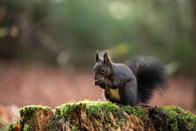 A black squirrel gnawing on a hazelnut in the Doniswald near Königsfeld in the Black Forest Königsfeld in the Black Forest Baden Württemberg Germany