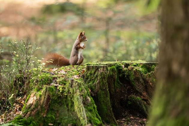 A squirrel sits on a tree stump in the Doniswald near Königsfeld in the Black Forest Königsfeld in the Black Forest Baden Württemberg Germany