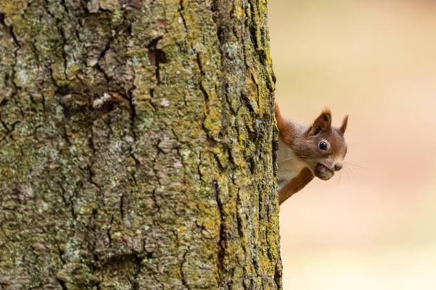 A squirrel holds on to a tree in the Doniswald near Königsfeld in the Black Forest and has a hazelnut in its mouth Königsfeld in the Black Forest Baden Württemberg Germany