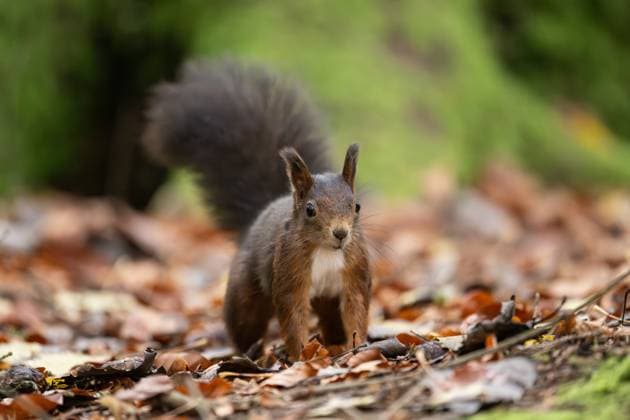 A squirrel walks through the Doniswald near Königsfeld in the Black Forest Königsfeld in the Black Forest Baden Württemberg Germany