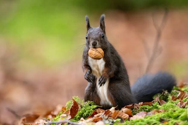 A black squirrel holds a walnut in its mouth in the Doniswald forest near Königsfeld in the Black Forest Königsfeld in the Black Forest Baden Württemberg Germany