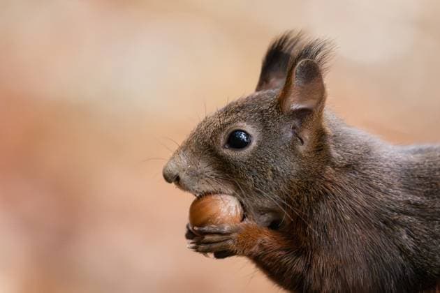 A squirrel gnaws on a hazelnut in the Doniswald near Königsfeld in the Black Forest Königsfeld in the Black Forest Baden Württemberg Germany