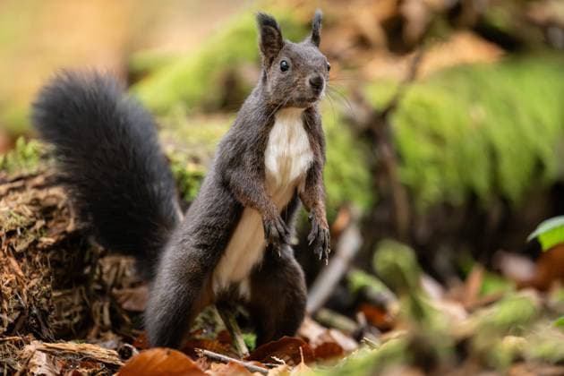 A black squirrel walks through the Doniswald near Königsfeld in the Black Forest Königsfeld in the Black Forest Baden Württemberg Germany