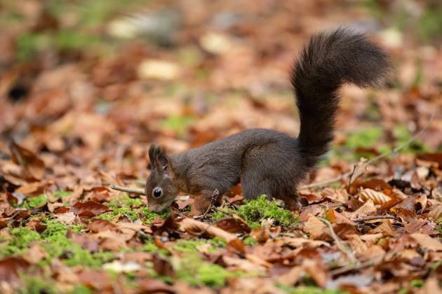 A squirrel searches for food in the Doniswald forest near Königsfeld in the Black Forest Königsfeld in the Black Forest Baden Württemberg Germany