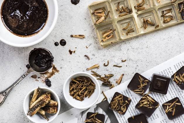 Schokolade mit essbaren Insekten herstellen. Kulinarische Trends Making chocolate with edible insects. Culinary trends Copyright: imageBROKER Mjucha ibxiqx15425067.jpg