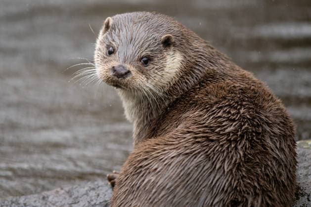 An otter sits on a stone in the Pforzheim Wildlife Park Pforzheim Baden Württemberg Germany