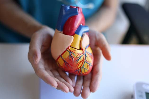 Ein Arzt verwendet ein Herzmodell, um die Richtung des Blutflusses zu erklären. Human heart anatomy model in hand of doctor. (License=RF) ,model released, Symbolfoto Copyright: xZoonar.com SupitnanxPimpisarnx 24258035 ,model released, Symbolfoto ,property released
