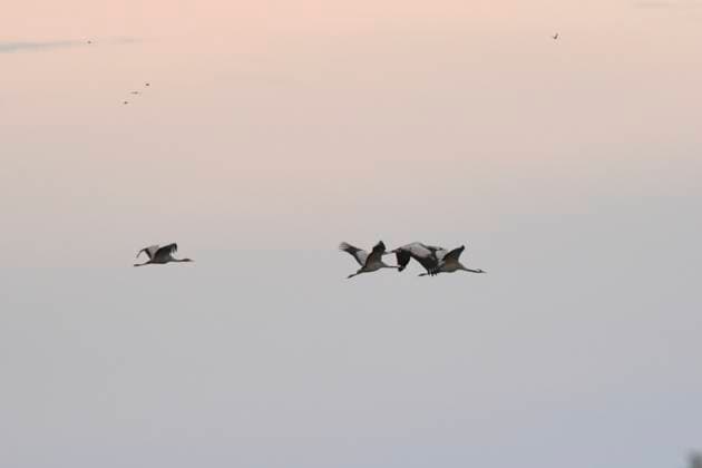 Gray cranes fly into Lake Rambow to spend the night here