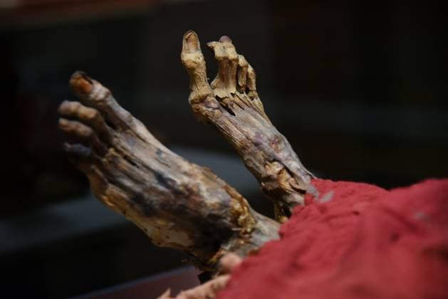 Mummies at the Museum of Mankind - Paris Mummies at the Museum of Mankind (Musee de L Homme). Mummies (Myrithis)during a media preview of the exhibition in Paris, France on November 18, 2025. Photo by Alain Apaydin ABACAPRESS Paris France  Copyright: xApaydinxAlain ABACAx