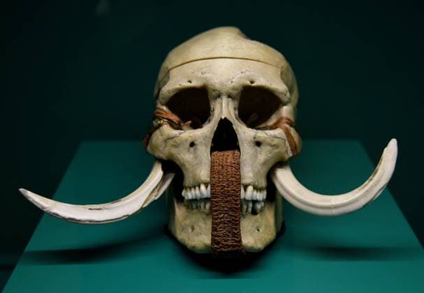 Mummies at the Museum of Mankind - Paris Mummies at the Museum of Mankind (Musee de L Homme). Mummies (Le crane des iles Marquises) during a media preview of the exhibition in Paris, France on November 18, 2025. Photo by Alain Apaydin ABACAPRESS Paris France  Copyright: xApaydinxAlain ABACAx