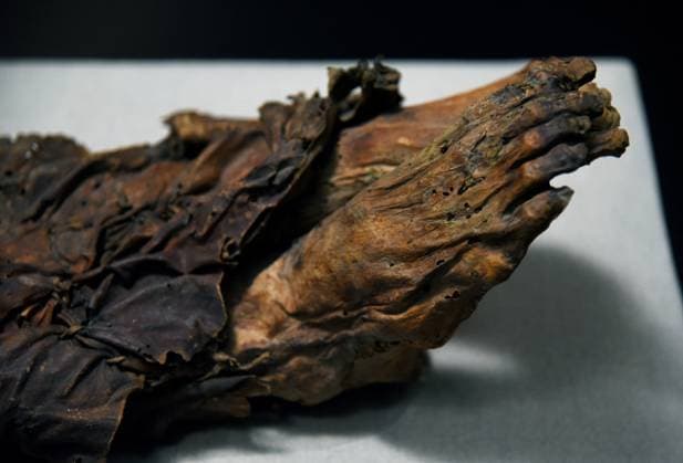 Mummies at the Museum of Mankind - Paris Mummies at the Museum of Mankind (Musee de L Homme). Mummies (La jeune femme Guanche) during a media preview of the exhibition in Paris, France on November 18, 2025. Photo by Alain Apaydin ABACAPRESS Paris France  Copyright: xApaydinxAlain ABACAx