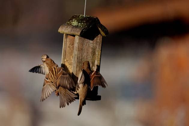 Berlin, Spandau, House Sparrow Passer domesticus