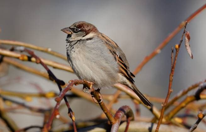 Berlin, Spandau, House Sparrow Passer domesticus