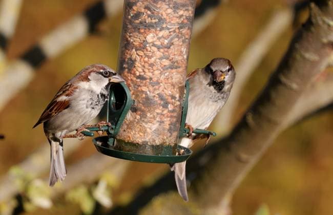 Berlin, Spandau, House Sparrow Passer domesticus