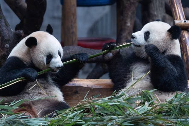 CHONGQING, CHINA - NOVEMBER 23, 2025 - Giant Pandas Eating in Chongqing Zoo, China on November 23, 2025. Chongqing Chongqing China  Copyright: xCFOTOx i1763984966904