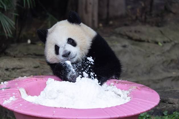 CHONGQING, CHINA - NOVEMBER 23, 2025 - A Giant Panda is playing with snow in Chongqing Zoo, China on November 23, 2025. Chongqing Chongqing China  Copyright: xCFOTOx i1763984969472