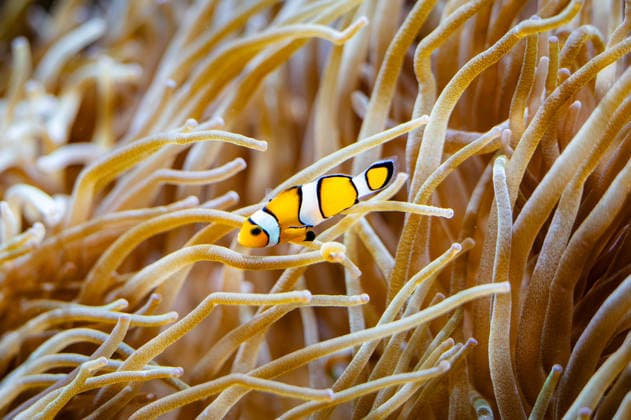 Clownfish at Aquarium Monaco, 20 10 2025 View at a Clownfish Amphiprion ocellaris at Aquarium of MusÃ e OcÃ anographique de Monaco the Animal moved itself between the Tentacles a Seeanemone