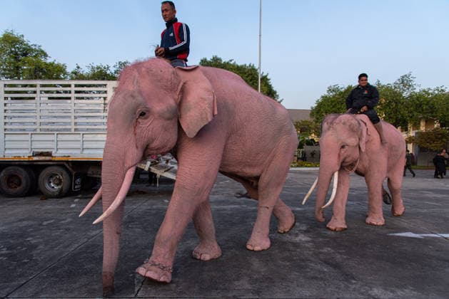 The mahouts and elephants pay respects to the Queen Mother Sirikit in Bangkok, Thailand - 27 Nov 2025 Mahouts and the elephants arrive before marching to pay respect to the Queen Mother Sirikit outside the Royal Grand Palace in Bangkok. Mahouts and the elephants from Ayutthaya Elephant Palace travel from Ayutthaya to Bangkok to pay respect for the Queen Mother Sirikit at the Royal Grand Palace in Bangkok. The Queen Mother Sirikit died at the age of 93 on 24 October 2025 at the Chulalongkorn Hospital. Bangkok Thailand Copyright: xPeeraponxBoonyakiatx xSOPAxImagesx Elephant-1