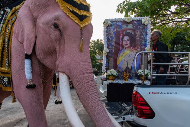 The mahouts and elephants pay respects to the Queen Mother Sirikit in Bangkok, Thailand - 27 Nov 2025 An elephant seen next to a portrait of the Queen Mother Sirikit before marching to pay respect to the Queen Mother Sirikit outside the Royal Grand Palace in Bangkok. Mahouts and the elephants from Ayutthaya Elephant Palace travel from Ayutthaya to Bangkok to pay respect for the Queen Mother Sirikit at the Royal Grand Palace in Bangkok. The Queen Mother Sirikit died at the age of 93 on 24 October 2025 at the Chulalongkorn Hospital. Bangkok Thailand Copyright: xPeeraponxBoonyakiatx xSOPAxImagesx Elephant-2