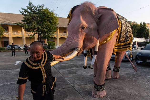 The mahouts and elephants pay respects to the Queen Mother Sirikit in Bangkok, Thailand - 27 Nov 2025 A mahout prepares an elephant before marching to pay respect to the Queen Mother Sirikit outside the Royal Grand Palace in Bangkok. Mahouts and the elephants from Ayutthaya Elephant Palace travel from Ayutthaya to Bangkok to pay respect for the Queen Mother Sirikit at the Royal Grand Palace in Bangkok. The Queen Mother Sirikit died at the age of 93 on 24 October 2025 at the Chulalongkorn Hospital. Bangkok Thailand Copyright: xPeeraponxBoonyakiatx xSOPAxImagesx Elephant-3