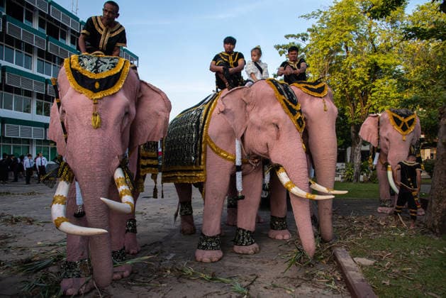 The mahouts and elephants pay respects to the Queen Mother Sirikit in Bangkok, Thailand - 27 Nov 2025 Mahouts and the elephants gesture before marching to pay respect to the Queen Mother Sirikit outside the Royal Grand Palace in Bangkok. Mahouts and the elephants from Ayutthaya Elephant Palace travel from Ayutthaya to Bangkok to pay respect for the Queen Mother Sirikit at the Royal Grand Palace in Bangkok. The Queen Mother Sirikit died at the age of 93 on 24 October 2025 at the Chulalongkorn Hospital. Bangkok Thailand Copyright: xPeeraponxBoonyakiatx xSOPAxImagesx Elephant-4