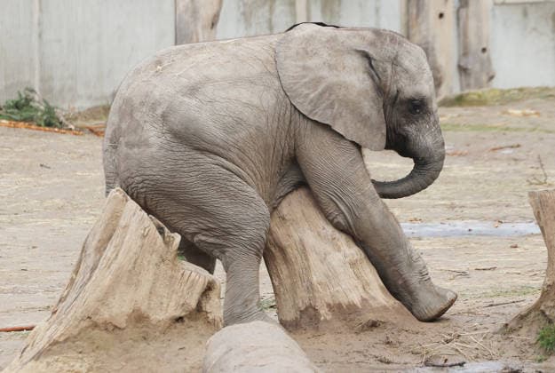 27.11..2025 Sachsen Anhalt Sachsen-Anhalt Halle Saale Bergzoo Halle Zoo Elefanten Elefant Die fünfköpfige Elefantenfamilie aus dem halleschen Bergzoo zieht im neuen Jahr nach Berlin um. Grund sind Umbauarbeiten: Ab 2026 wird die Außenanlage des Elefantenhauses sowie der hintere Zooeingang umfassend umgebaut, wie der Zoologische Garten Halle mitteilte. Doch auch nach der geplanten Fertigstellung im Jahr 2029 werde es für die wachsende Herde zu eng: Besonders der Stallbereich reiche mit nun zwei Zuchtkühen nicht für weiteren Nachwuchs aus. Man verabschiede sich mit einem lachenden und einem weinenden Auge von der Leitkuh Pori, ihrer Tochter Tana und den drei Enkeln Tamika, Elami und Simon, so Dennis Müller, der Zoodirektor.