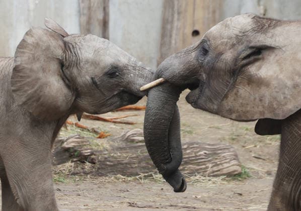 27.11..2025 Sachsen Anhalt Sachsen-Anhalt Halle Saale Bergzoo Halle Zoo Elefanten Elefant Die fünfköpfige Elefantenfamilie aus dem halleschen Bergzoo zieht im neuen Jahr nach Berlin um. Grund sind Umbauarbeiten: Ab 2026 wird die Außenanlage des Elefantenhauses sowie der hintere Zooeingang umfassend umgebaut, wie der Zoologische Garten Halle mitteilte. Doch auch nach der geplanten Fertigstellung im Jahr 2029 werde es für die wachsende Herde zu eng: Besonders der Stallbereich reiche mit nun zwei Zuchtkühen nicht für weiteren Nachwuchs aus. Man verabschiede sich mit einem lachenden und einem weinenden Auge von der Leitkuh Pori, ihrer Tochter Tana und den drei Enkeln Tamika, Elami und Simon, so Dennis Müller, der Zoodirektor.