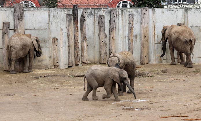 27.11..2025 Sachsen Anhalt Sachsen-Anhalt Halle Saale Bergzoo Halle Zoo Elefanten Elefant Die fünfköpfige Elefantenfamilie aus dem halleschen Bergzoo zieht im neuen Jahr nach Berlin um. Grund sind Umbauarbeiten: Ab 2026 wird die Außenanlage des Elefantenhauses sowie der hintere Zooeingang umfassend umgebaut, wie der Zoologische Garten Halle mitteilte. Doch auch nach der geplanten Fertigstellung im Jahr 2029 werde es für die wachsende Herde zu eng: Besonders der Stallbereich reiche mit nun zwei Zuchtkühen nicht für weiteren Nachwuchs aus. Man verabschiede sich mit einem lachenden und einem weinenden Auge von der Leitkuh Pori, ihrer Tochter Tana und den drei Enkeln Tamika, Elami und Simon, so Dennis Müller, der Zoodirektor.