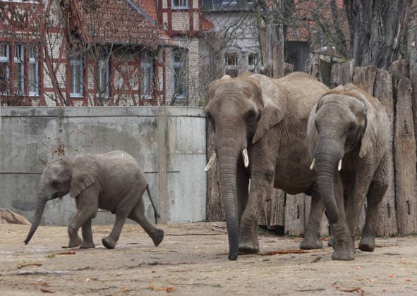 27.11..2025 Sachsen Anhalt Sachsen-Anhalt Halle Saale Bergzoo Halle Zoo Elefanten Elefant Die fünfköpfige Elefantenfamilie aus dem halleschen Bergzoo zieht im neuen Jahr nach Berlin um. Grund sind Umbauarbeiten: Ab 2026 wird die Außenanlage des Elefantenhauses sowie der hintere Zooeingang umfassend umgebaut, wie der Zoologische Garten Halle mitteilte. Doch auch nach der geplanten Fertigstellung im Jahr 2029 werde es für die wachsende Herde zu eng: Besonders der Stallbereich reiche mit nun zwei Zuchtkühen nicht für weiteren Nachwuchs aus. Man verabschiede sich mit einem lachenden und einem weinenden Auge von der Leitkuh Pori, ihrer Tochter Tana und den drei Enkeln Tamika, Elami und Simon, so Dennis Müller, der Zoodirektor.