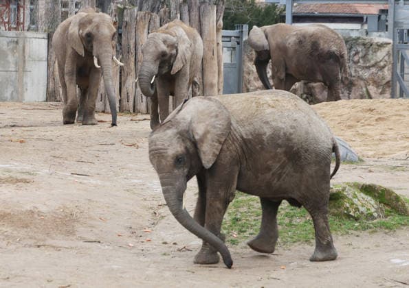 27.11..2025 Sachsen Anhalt Sachsen-Anhalt Halle Saale Bergzoo Halle Zoo Elefanten Elefant Die fünfköpfige Elefantenfamilie aus dem halleschen Bergzoo zieht im neuen Jahr nach Berlin um. Grund sind Umbauarbeiten: Ab 2026 wird die Außenanlage des Elefantenhauses sowie der hintere Zooeingang umfassend umgebaut, wie der Zoologische Garten Halle mitteilte. Doch auch nach der geplanten Fertigstellung im Jahr 2029 werde es für die wachsende Herde zu eng: Besonders der Stallbereich reiche mit nun zwei Zuchtkühen nicht für weiteren Nachwuchs aus. Man verabschiede sich mit einem lachenden und einem weinenden Auge von der Leitkuh Pori, ihrer Tochter Tana und den drei Enkeln Tamika, Elami und Simon, so Dennis Müller, der Zoodirektor.