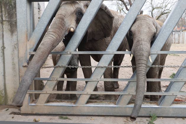 27.11..2025 Sachsen Anhalt Sachsen-Anhalt Halle Saale Bergzoo Halle Zoo Elefanten Elefant Die fünfköpfige Elefantenfamilie aus dem halleschen Bergzoo zieht im neuen Jahr nach Berlin um. Grund sind Umbauarbeiten: Ab 2026 wird die Außenanlage des Elefantenhauses sowie der hintere Zooeingang umfassend umgebaut, wie der Zoologische Garten Halle mitteilte. Doch auch nach der geplanten Fertigstellung im Jahr 2029 werde es für die wachsende Herde zu eng: Besonders der Stallbereich reiche mit nun zwei Zuchtkühen nicht für weiteren Nachwuchs aus. Man verabschiede sich mit einem lachenden und einem weinenden Auge von der Leitkuh Pori, ihrer Tochter Tana und den drei Enkeln Tamika, Elami und Simon, so Dennis Müller, der Zoodirektor.