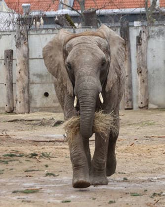 27.11..2025 Sachsen Anhalt Sachsen-Anhalt Halle Saale Bergzoo Halle Zoo Elefanten Elefant Die fünfköpfige Elefantenfamilie aus dem halleschen Bergzoo zieht im neuen Jahr nach Berlin um. Grund sind Umbauarbeiten: Ab 2026 wird die Außenanlage des Elefantenhauses sowie der hintere Zooeingang umfassend umgebaut, wie der Zoologische Garten Halle mitteilte. Doch auch nach der geplanten Fertigstellung im Jahr 2029 werde es für die wachsende Herde zu eng: Besonders der Stallbereich reiche mit nun zwei Zuchtkühen nicht für weiteren Nachwuchs aus. Man verabschiede sich mit einem lachenden und einem weinenden Auge von der Leitkuh Pori, ihrer Tochter Tana und den drei Enkeln Tamika, Elami und Simon, so Dennis Müller, der Zoodirektor.