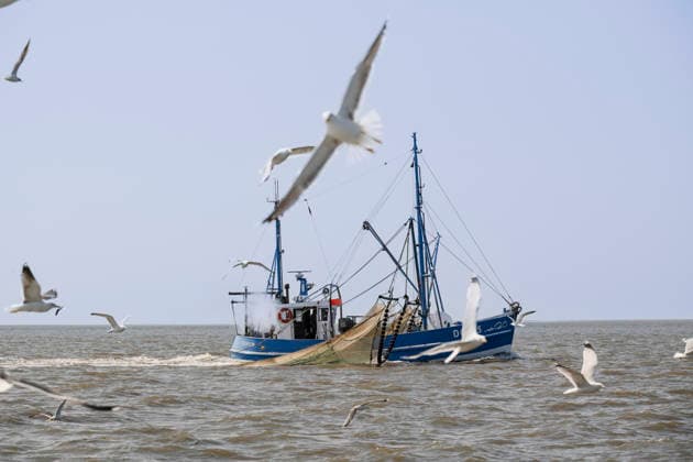 Fishing Crab cutter Nixe II on a fishing trip in the North Sea off Dorum Dorum North Sea, Outer Weser Lower Saxony Germany