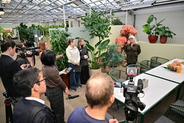 HelÃ n Magnusson, head florist at Hässelby Blommor, during a press presentation of this year s floral decorations ahead of the Nobel Prize ceremony, in Stockholm Sweden on December 06, 2025 STOCKHOLM SWEDEN x10658x  Copyright: xMagnusxLejhall TTx NOBEL PRIZE FLOWERS 3CtXB7iA0No