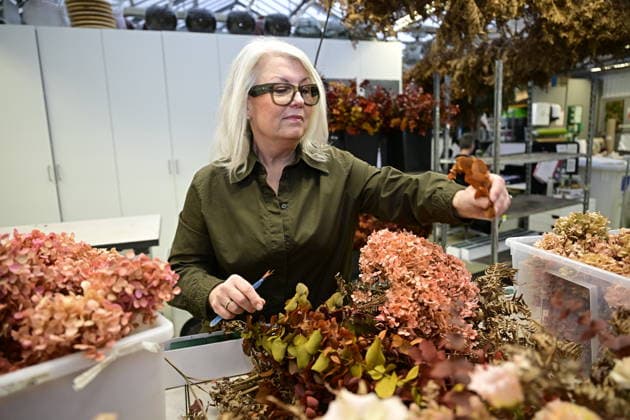 HelÃ n Magnusson, head florist at Hässelby Blommor, during a press presentation of this year s floral decorations ahead of the Nobel Prize ceremony, in Stockholm Sweden on December 06, 2025 STOCKHOLM SWEDEN x10658x  Copyright: xMagnusxLejhall TTx NOBEL PRIZE FLOWERS JGx0j85RSMY