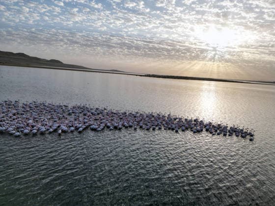 Egypt s Qarun Lake hosts migrating flamingos FAIYUM, EGYPT - DECEMBER 06: Flamingos migrating to warmer regions as the weather cools are seen in the Qarun Lake on December 06, 2025 in Faiyum, Egypt. The lake, which is one of the important stopping points for migratory birds, is hosting flamingos this year as it does every year. Fareed Kotb Anadolu Faiyum Egypt. Editorial use only. Please get in touch for any other usage.  Copyright: x2025xAnadoluxFareedxKotbx