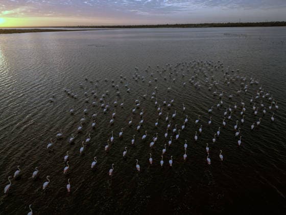 Egypt s Qarun Lake hosts migrating flamingos FAIYUM, EGYPT - DECEMBER 06: Flamingos migrating to warmer regions as the weather cools are seen in the Qarun Lake on December 06, 2025 in Faiyum, Egypt. The lake, which is one of the important stopping points for migratory birds, is hosting flamingos this year as it does every year. Fareed Kotb Anadolu Faiyum Egypt. Editorial use only. Please get in touch for any other usage.  Copyright: x2025xAnadoluxFareedxKotbx