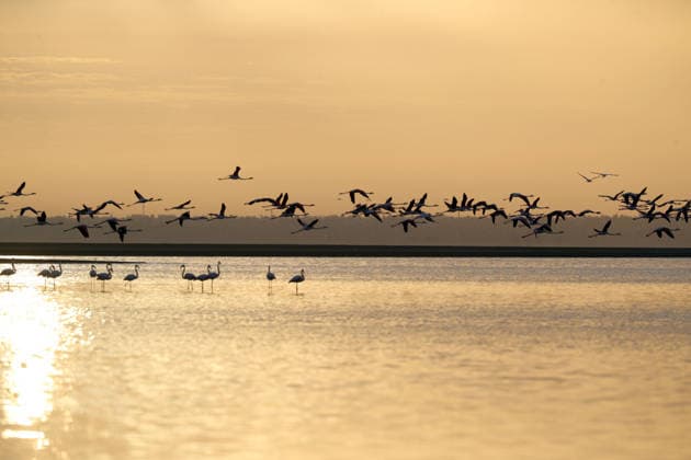 Egypt s Qarun Lake hosts migrating flamingos FAIYUM, EGYPT - DECEMBER 06: Flamingos migrating to warmer regions as the weather cools fly over the Qarun Lake on December 06, 2025 in Faiyum, Egypt. The lake, which is one of the important stopping points for migratory birds, is hosting flamingos this year as it does every year. Fareed Kotb Anadolu Faiyum Egypt. Editorial use only. Please get in touch for any other usage.  Copyright: x2025xAnadoluxFareedxKotbx