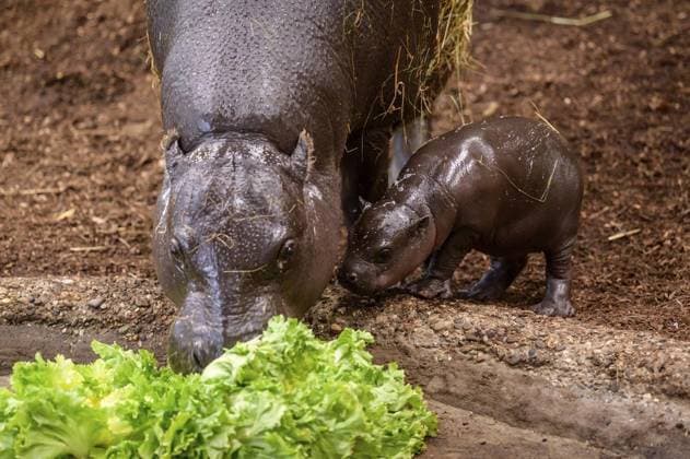 Duisburg Little pygmy hippopotamus Panja introduces himself FOR EDITORIAL PURPOSES ONLY EDITORIAL USE ONLY p He is small, fat and makes hearts melt Panya is a young pygmy hippopotamus and lives at Duisburg Zoo The male young animal was born on November 26, 2025 The photo was taken on Monday, December 8, 2025 Duisburg Copyright UwexErnst Copyright: UwexErnst doc83lpohwp49sk4oa9khg ,EDITORIAL USE ONLY Copyright: UwexErnst