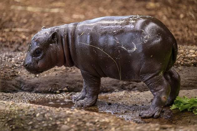 Duisburg Little pygmy hippopotamus Panja introduces himself FOR EDITORIAL PURPOSES ONLY EDITORIAL USE ONLY p He is small, fat and makes hearts melt Panya is a young pygmy hippopotamus and lives at Duisburg Zoo The male young animal was born on November 26, 2025 The photo was taken on Monday, December 8, 2025 Duisburg Copyright UwexErnst Copyright: UwexErnst doc83lpoi0bjuq4wa5xkhf ,EDITORIAL USE ONLY Copyright: UwexErnst