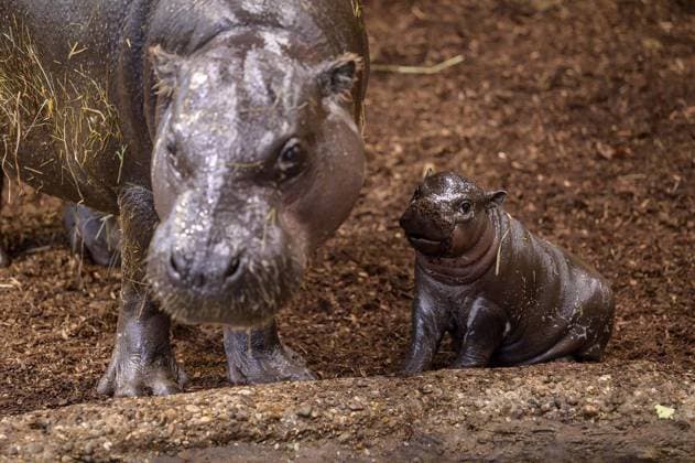 Duisburg Little pygmy hippopotamus Panja introduces himself FOR EDITORIAL PURPOSES ONLY EDITORIAL USE ONLY p He is small, fat and makes hearts melt Panya is a young pygmy hippopotamus and lives at Duisburg Zoo The male young animal was born on November 26, 2025 The photo was taken on Monday, December 8, 2025 Duisburg Copyright UwexErnst Copyright: UwexErnst doc83lpojuheepqzvwykhr ,EDITORIAL USE ONLY Copyright: UwexErnst