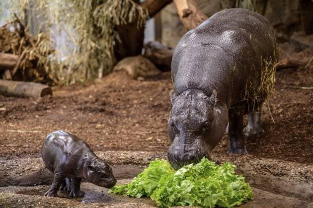 Duisburg Little pygmy hippopotamus Panja introduces himself FOR EDITORIAL PURPOSES ONLY EDITORIAL USE ONLY p He is small, fat and makes hearts melt Panya is a young pygmy hippopotamus and lives at Duisburg Zoo The male young animal was born on November 26, 2025 The photo was taken on Monday, December 8, 2025 Duisburg Copyright UwexErnst Copyright: UwexErnst doc83lpojv0cdfctqcbn84 ,EDITORIAL USE ONLY Copyright: UwexErnst