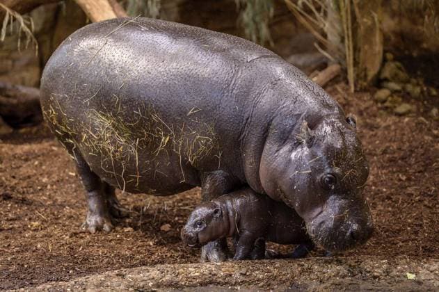 Duisburg Little pygmy hippopotamus Panja introduces himself FOR EDITORIAL PURPOSES ONLY EDITORIAL USE ONLY p He is small, fat and makes hearts melt Panya is a young pygmy hippopotamus and lives at Duisburg Zoo The male young animal was born on November 26, 2025 The photo was taken on Monday, December 8, 2025 Duisburg Copyright UwexErnst Copyright: UwexErnst doc83lpojxkol53kwpckhj ,EDITORIAL USE ONLY Copyright: UwexErnst