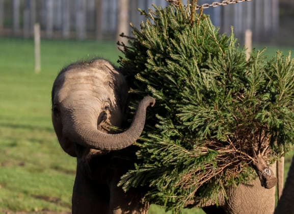 Animals enjoy festive treats at Whipsnade Zoo Asian elephant calf Nang Phaya eats treats hidden in a Christmas tree at Whipsnade Zoo Picture date: Thursday December 11, 2025., Credit:Anthony Devlin Avalon UK  Copyright: xAnthonyxDevlinx xAvalonx 1058512184