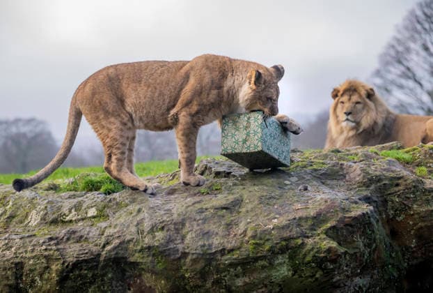 Animals enjoy festive treats at Whipsnade Zoo A North African lion cub unwraps a gift at Whipsnade Zoo. Picture date: Thursday December 11, 2025., Credit:Anthony Devlin Avalon UK  Copyright: xAnthonyxDevlinx xAvalonx 1058512277