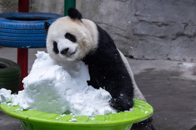 China Chongqing Zoo Giant Panda Giant Panda Yu Ke Playing in Snow in Chongqing Zoo, China on December 13, 2025. Chongqing Chongqing China  Copyright: xCFOTOx i1765655703741
