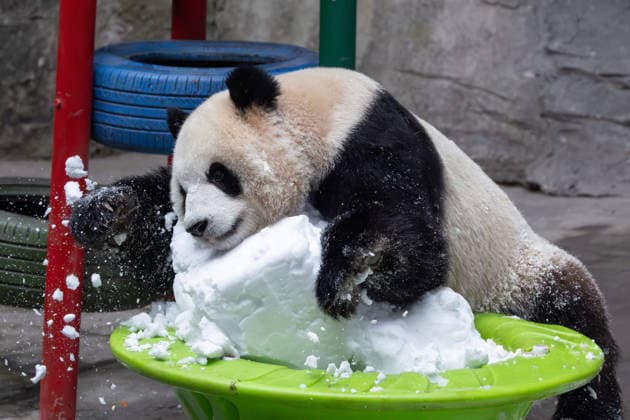 China Chongqing Zoo Giant Panda Giant Panda Yu Ke Playing in Snow in Chongqing Zoo, China on December 13, 2025. Chongqing Chongqing China  Copyright: xCFOTOx i1765655703967
